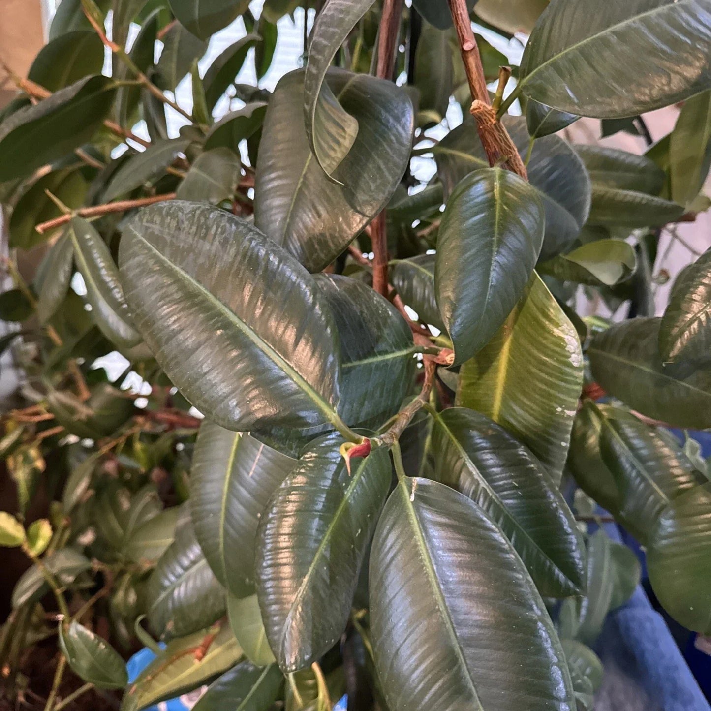 Fresh Rubber Tree Cutting for Rooting - Ficus elastica - Indoor Plant Propagation, Healthy Green Leaves
