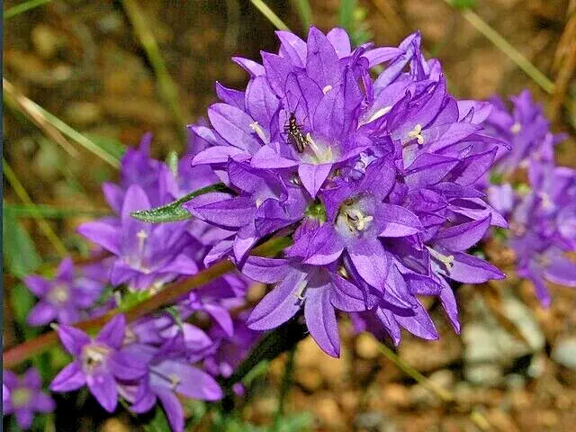 Blue Clustered Bellflower Seeds - 200 Count Campanula glomerata 'Superba' Perennial