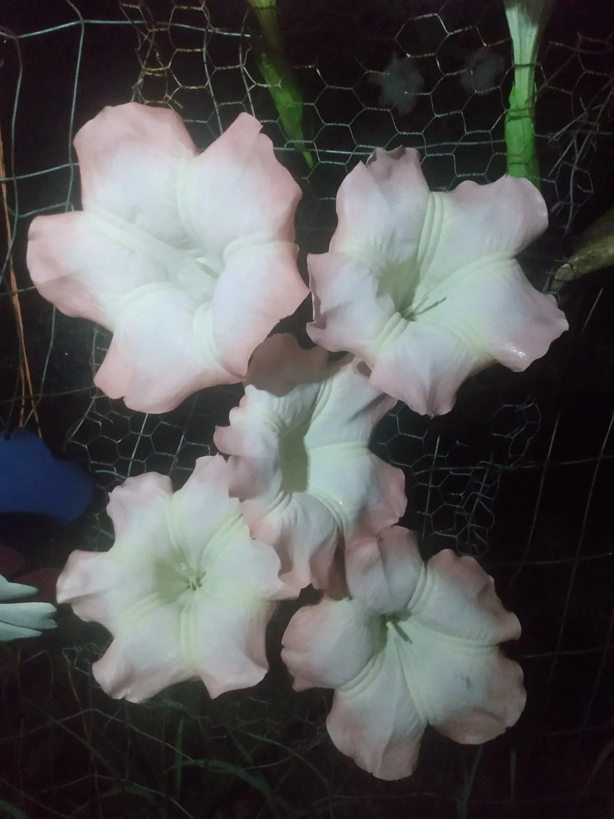 Pink Angel Trumpet Cuttings - 5 Fresh Brugmansia spp. for Easy Gardening, Pink Flowers, Fragrant Blooms