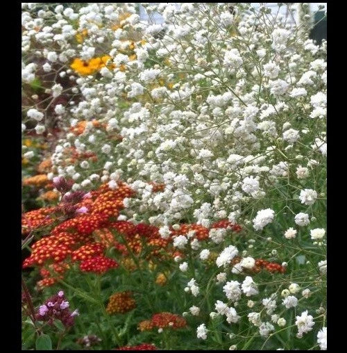 Baby's Breath Flower Seeds - Gypsophila Elegans White - Easy to Grow for Bouquets & Dried Arrangements - 100/500/1000 Seeds