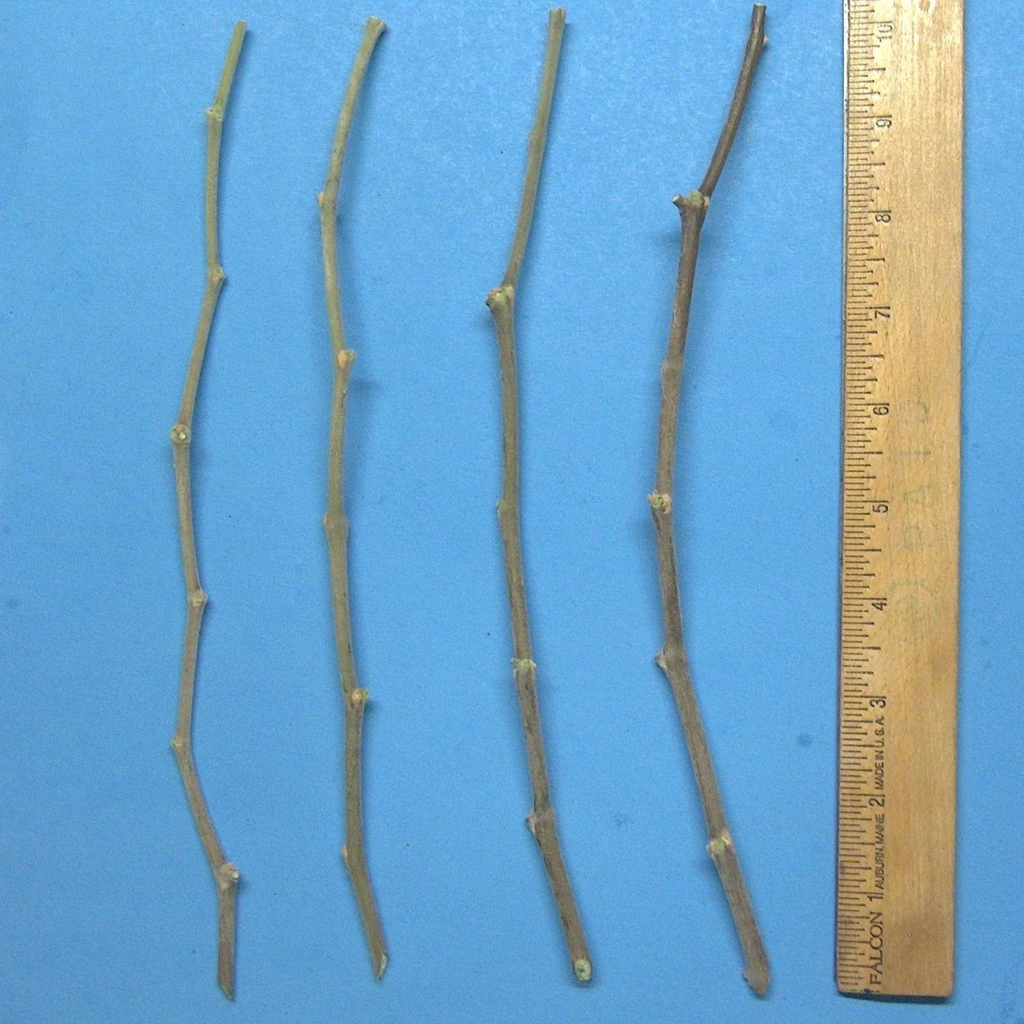 Jujube Tree Cuttings 10" Wild Rootstock for Taiwan, Thai, Indian Varieties | Ziziphus jujuba Planting Material