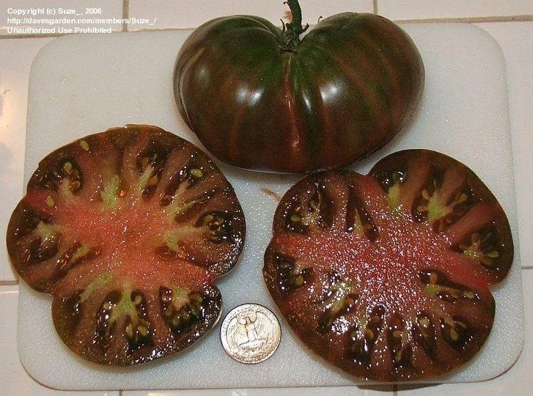 Black From Tula Tomato Seeds – Heirloom, Non-GMO, Solanum lycopersicum, Dark Purple to Black Fruits, 30+ Seeds