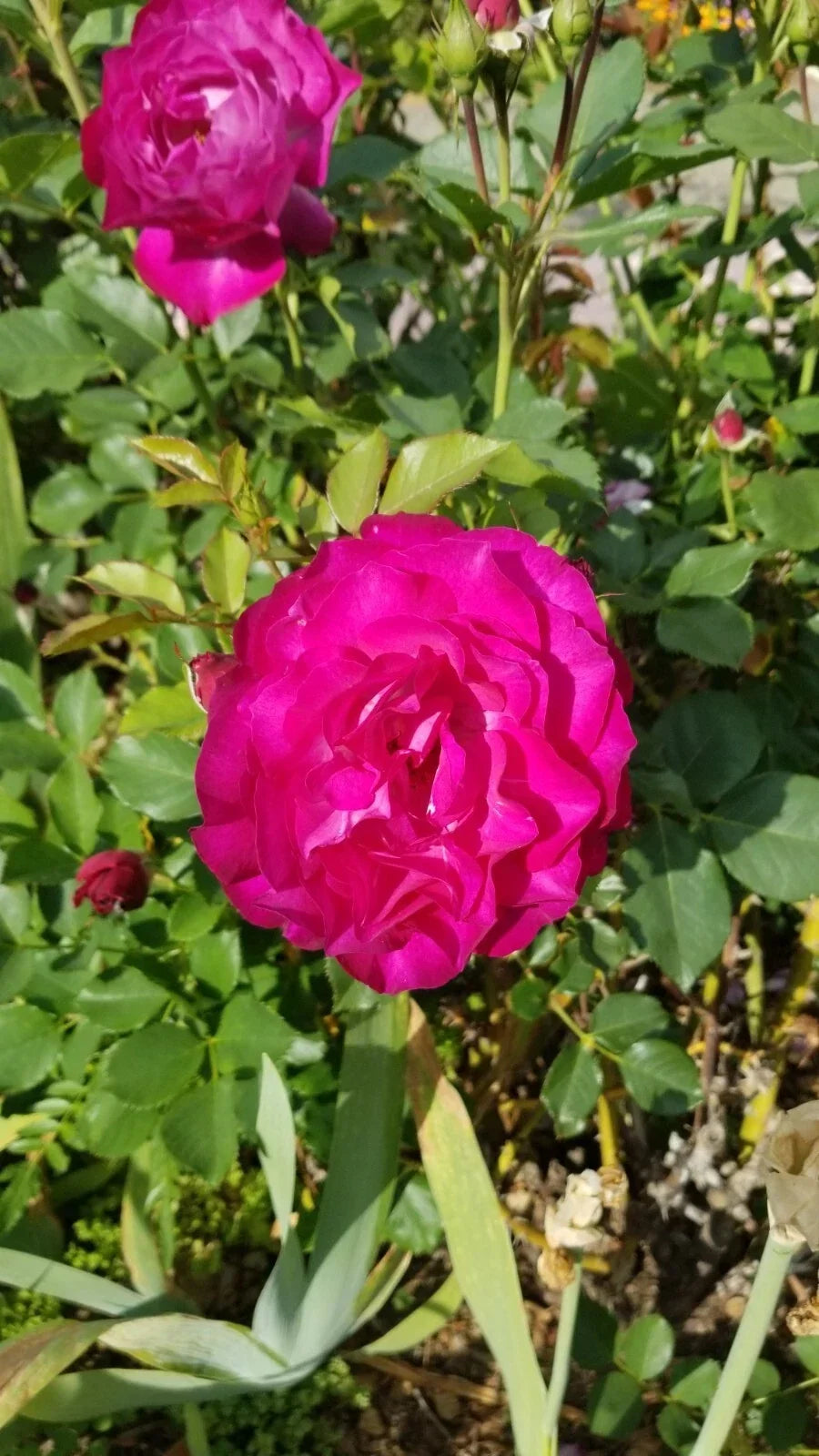 Frilly Rose Cuttings - 3 Almost Purple Live Fresh Plants - Rosa spp. - Frilly Petals, Garden, Flowering