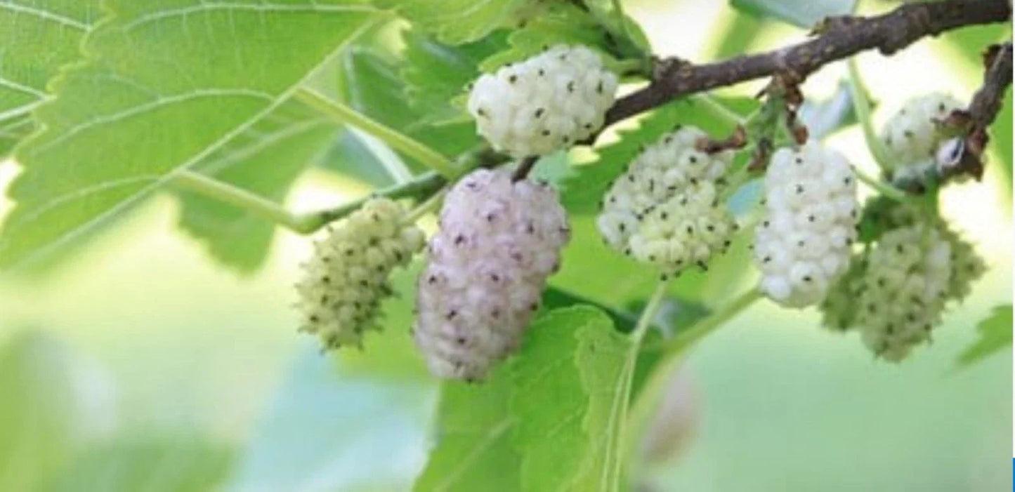 White Mulberry Cuttings 6-8" Organic Morus alba Deciduous Tree with Berries - 10 Pack