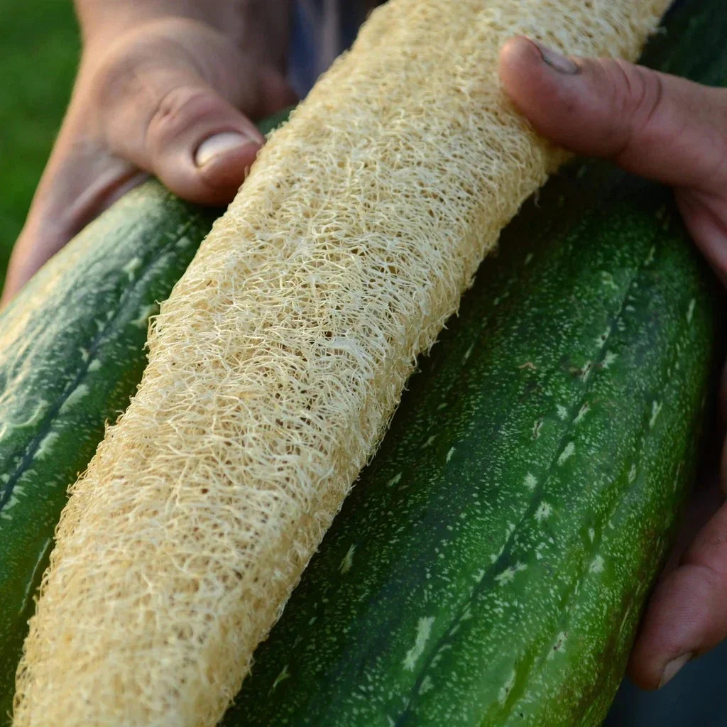 Luffa Gourd Seeds - 24 Pack for Loofah Sponge, Dishcloth, Luffa cylindrica, Natural Cleaning, Garden Growers