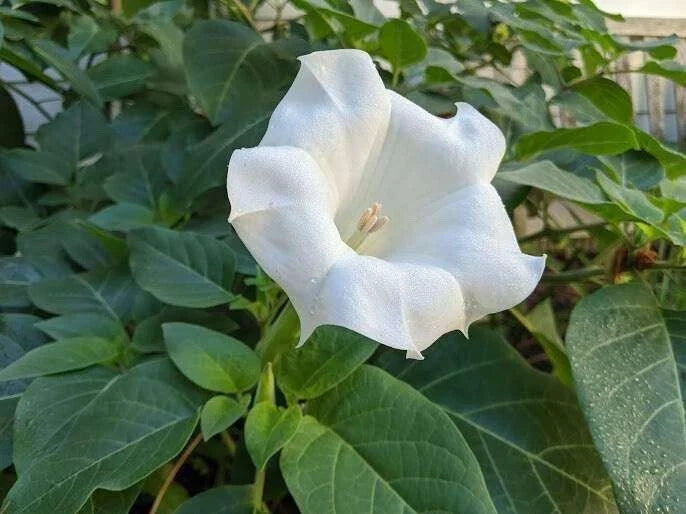 White Angel Trumpet Datura Seeds - 50 Pack, Datura inoxia, Flowering Plant for Garden & Landscape