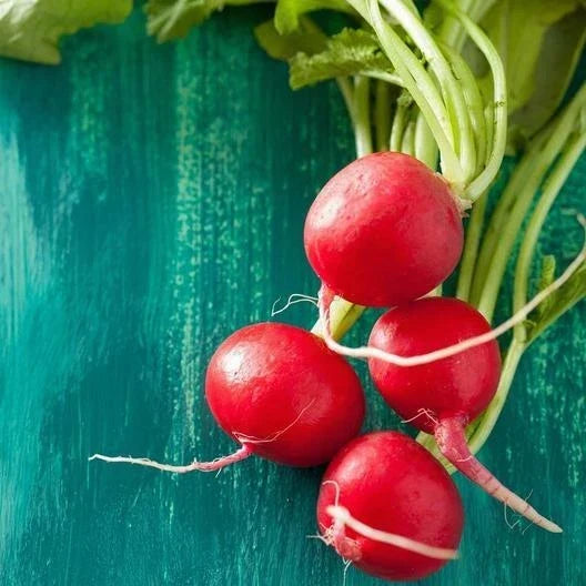 Champion Radish Seeds - 600 Non-GMO Heirloom Vegetable Seeds for Fast Growing Raphanus sativus