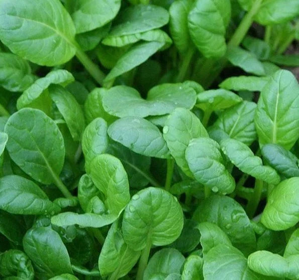 Tatsoi Mustard Seeds - 500+ Microgreens for Salads & Gourmet Dishes - Brassica rapa var. narinosa