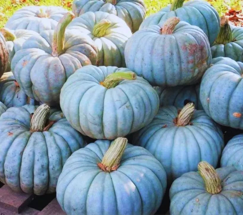 Jarrahdale Blue Pumpkin Seeds | 10 Seeds Packet | Cucurbita maxima