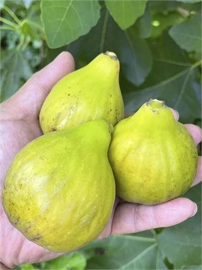 Fig Tree Cutting - 8+ Inches, Fico Bianco Siciliano, Ficus carica, Propagation Plant