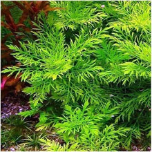 Water Wisteria Stems 7-Pack, Hygrophila Difformis, Aquarium & Pond Plant, Lush Green Foliage, Easy Care Aquatic Plant