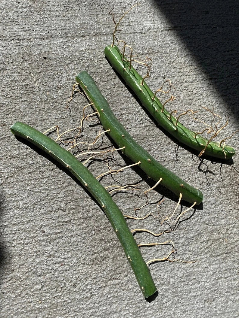 Dragon Fruit Cuttings 3 Pack | Vietnamese White Hylocereus undatus Edible Plant for Home Garden