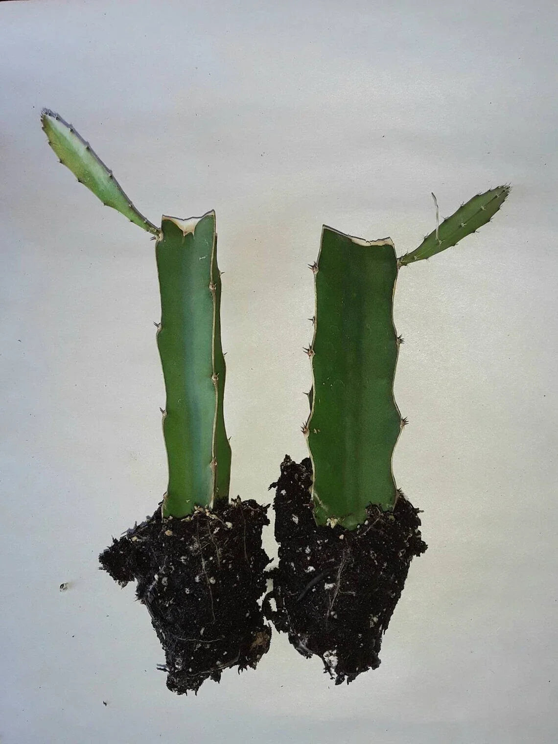 Dragon Fruit Cactus 2pk Rooted Cuttings, Hylocereus undatus, Tropical Edible Plant for Garden & Container