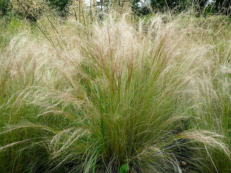 Bulk Mexican Feather Grass Seeds - 1000 Count Stipa Tenuissima Ornamental Grass