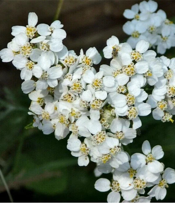 White Yarrow Seeds - Organic Perennial Herb, Achillea Millefolium, Pollinator-Friendly, Easy to Grow, Garden Plant, 100+ Seeds