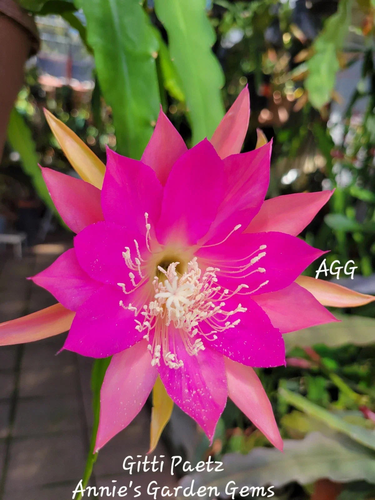 Epiphyllum Gitti Paetz Unrooted Cuttings - Orchid Cactus Tropical Indoor Plant Propagation