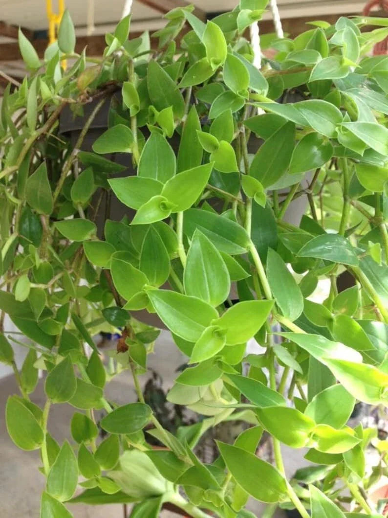 Unrooted Plant Cuttings - Green Wandering Jew (Tradescantia Aurea) - 12 Inches Long for Propagation