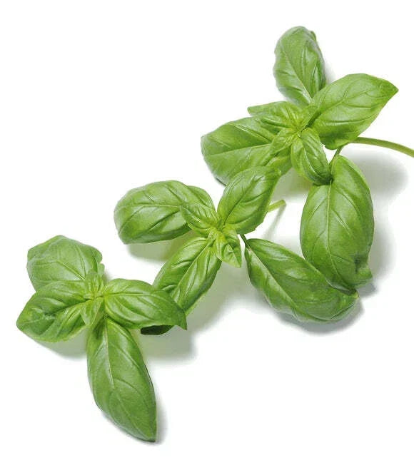 Organic Basil Seeds 500 Count - Super Sweet Ashalim - Non-GMO Heirloom