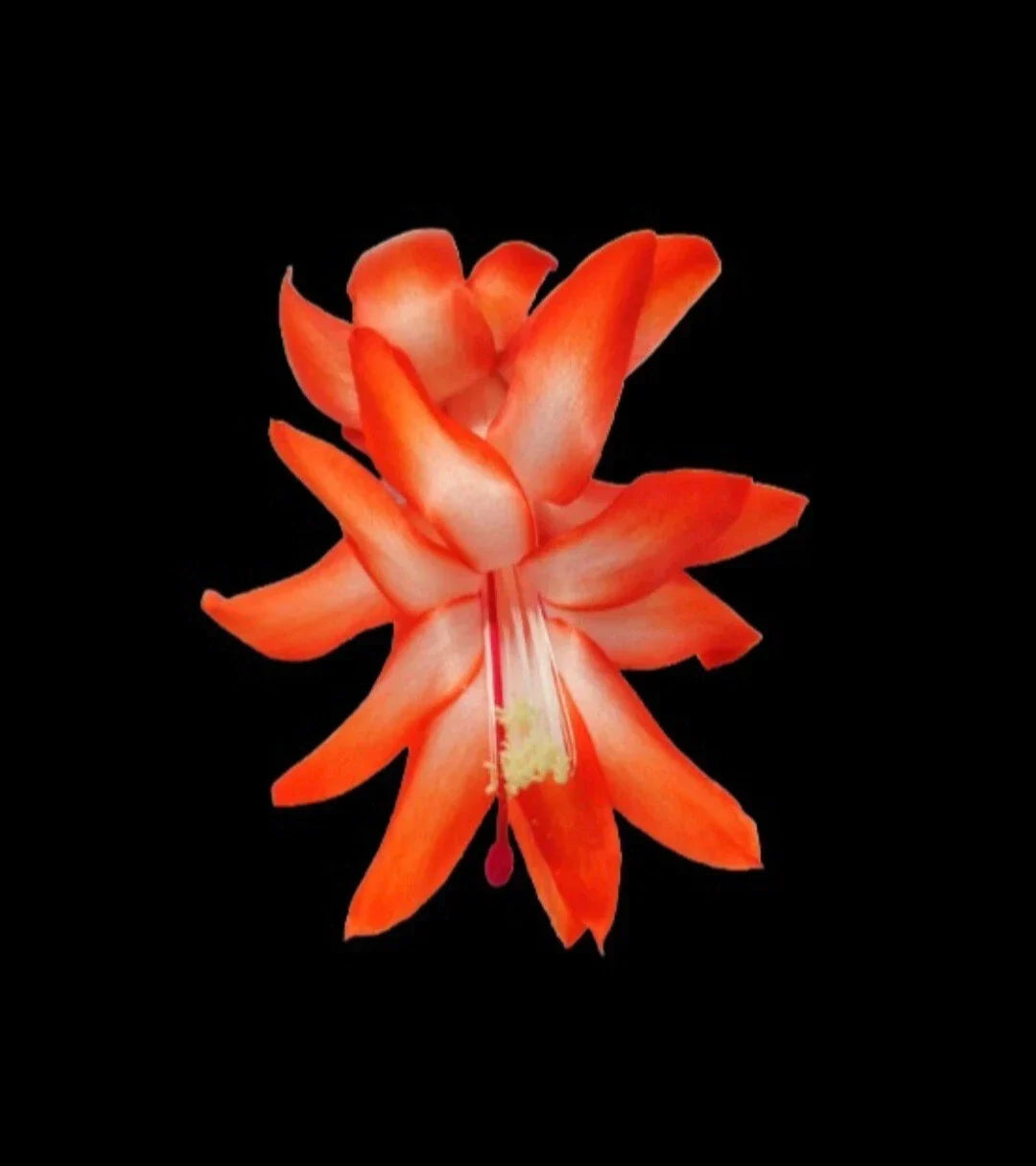 Thanksgiving Cactus Cuttings - 5 Unrooted Desert Sun Schlumbergera truncata Indoor Plant