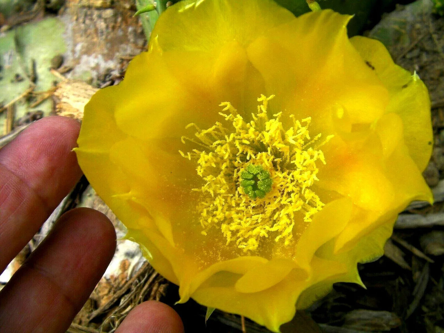 Opuntia Violacea Purple Santa Rita Prickly Pear Cactus Cuttings - 2 Pads, Drought Tolerant, Succulent, Hardy, Full Sun