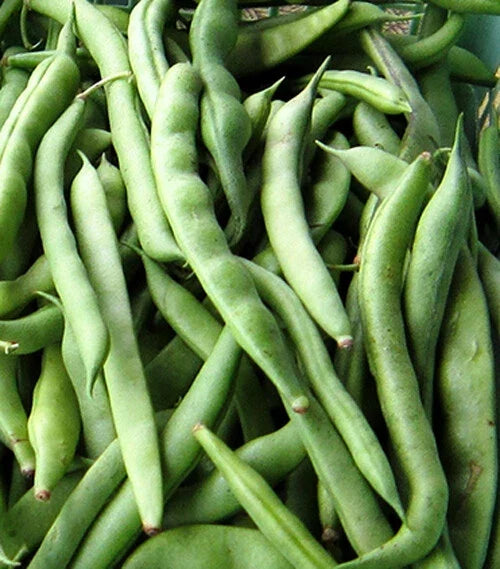 Kentucky Wonder Pole Bean Seeds - Chinese Four Seasons Green Bean, Phaseolus vulgaris, Vining Vegetable, 15+ Seeds Pack