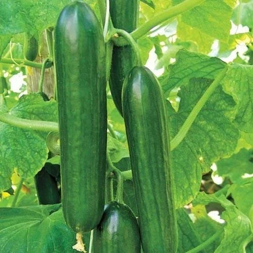 Heirloom Organic Cucumber Seeds - Ashley Long Variety, Non-GMO, Cucumis sativus, for Salad, Pickling & Fresh Eating