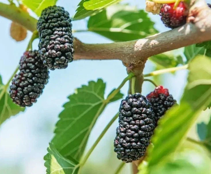 Black Mulberry Tree Seeds - Organic Heirloom Morus nigra, 30+ Fresh USA Seeds for Home Gardening & Orchard Planting