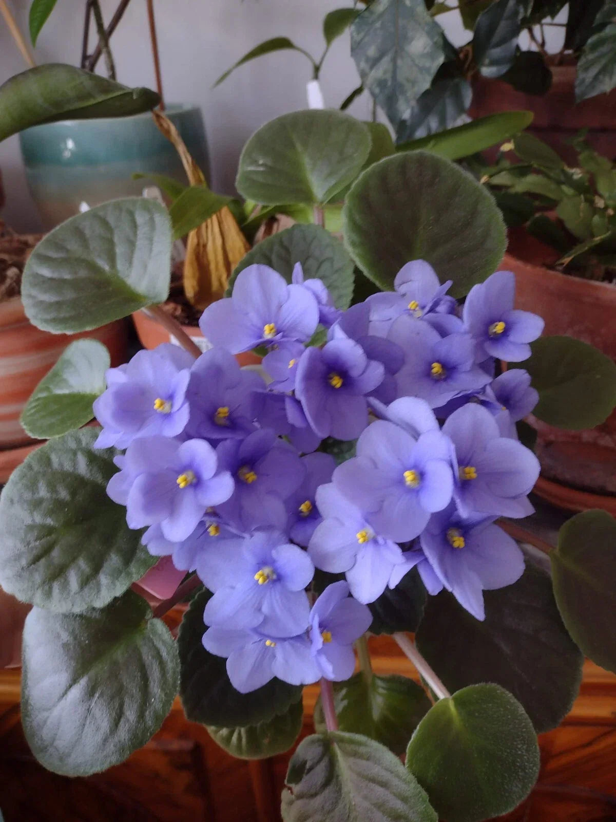 African Violet Cuttings - Optimara Manitoba Standard - 2 Unrooted Leaves for Propagation & Gardening - Saintpaulia ionantha