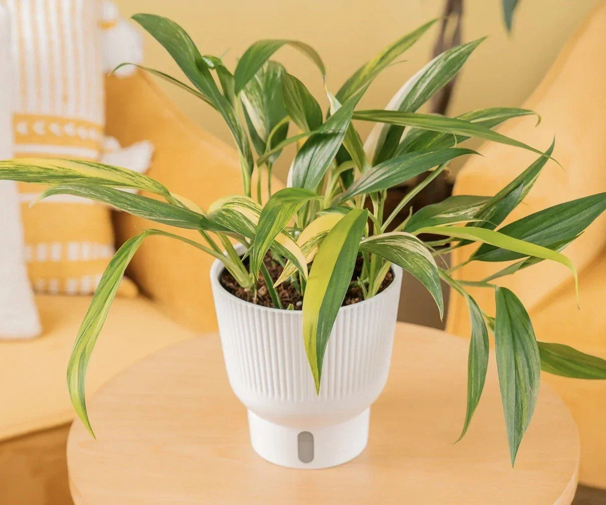 Epipremnum Amplissimum Cutting – Rare Houseplant, Indoor Greenery, Easy Care, Propagation, Tropical Pothos