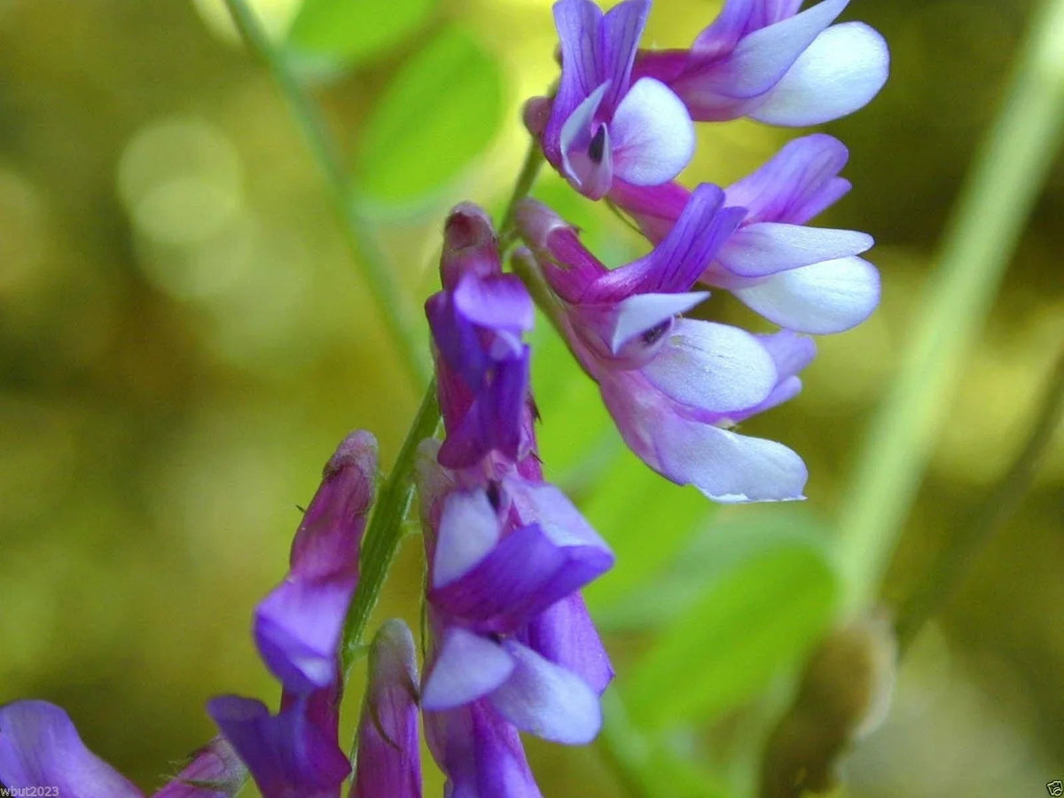 Hairy Vetch Seeds 1000 Count - Cover Crop, Green Manure, Pasture, Silage - Vicia villosa
