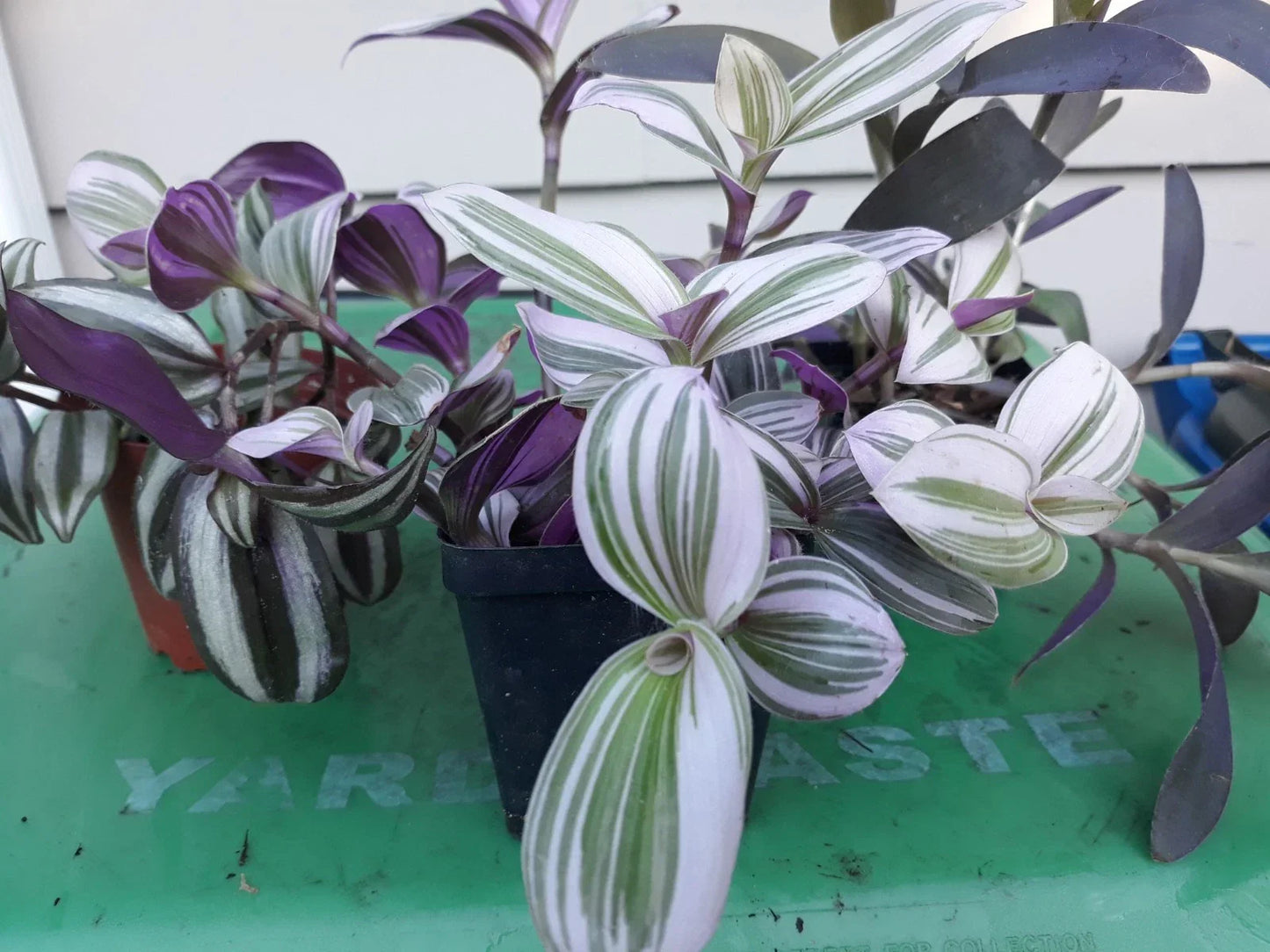 Tradescantia zebrina Cuttings – 9 Fresh Inch Plant Propagation Cuttings, Purple & Green Variegated Indoor Plant