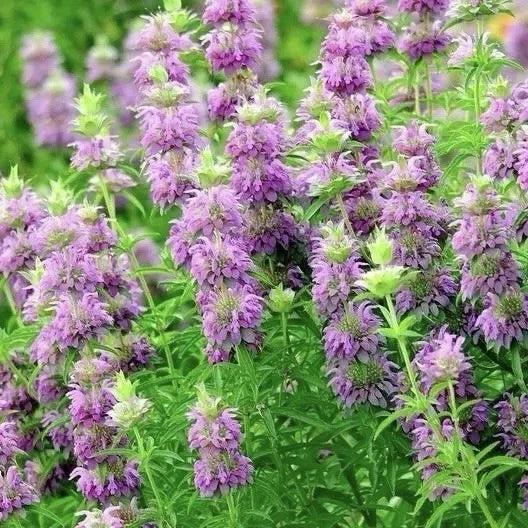 Lemon Mint Herb Seeds 3000 Non-GMO Heirloom Monarda citriodora Pollinator Attracting