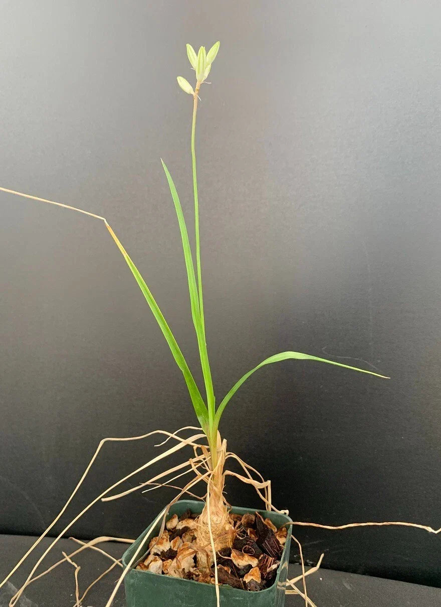 Trachyandra saltii Succulent Plant in 2.5" Pot – Rare Rooted Houseplant, Unique Indoor or Outdoor Garden Plant