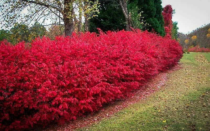 Burning Bush Cuttings Set of 12, Unrooted 6-8 Inches, Euonymus alatus, Ornamental Shrubs for Landscaping and Hedge Creation
