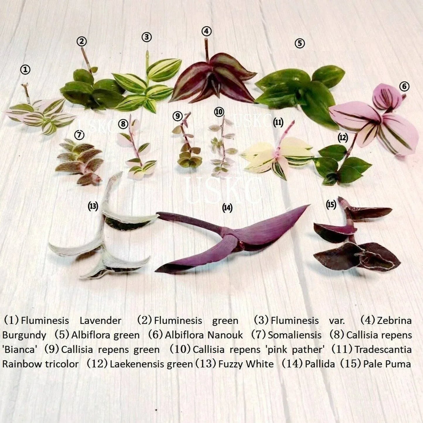 Fresh Green Leave Cuttings for Propagation – Indoor Gardening, Plant Enthusiasts, Sustainable Gardening