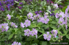 25+ Joan Baker Geranium Seeds for Garden Planting - Pelargonium x hortorum - USA Grown - Free Shipping