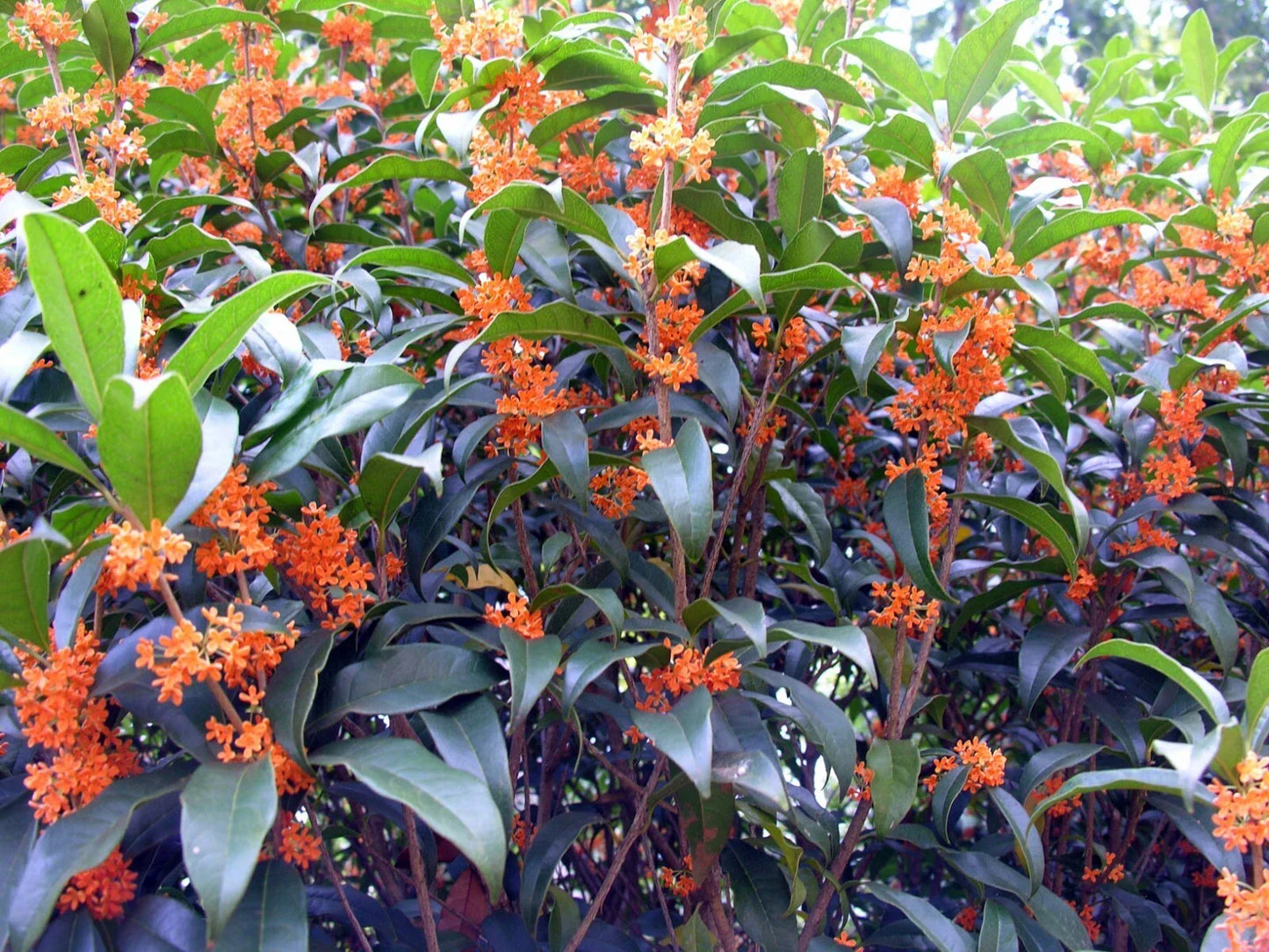 Fragrant Tea Olive Plant - Rooted Starter in 4-Inch Pot - Osmanthus fragrans, Apricot Echo Variety