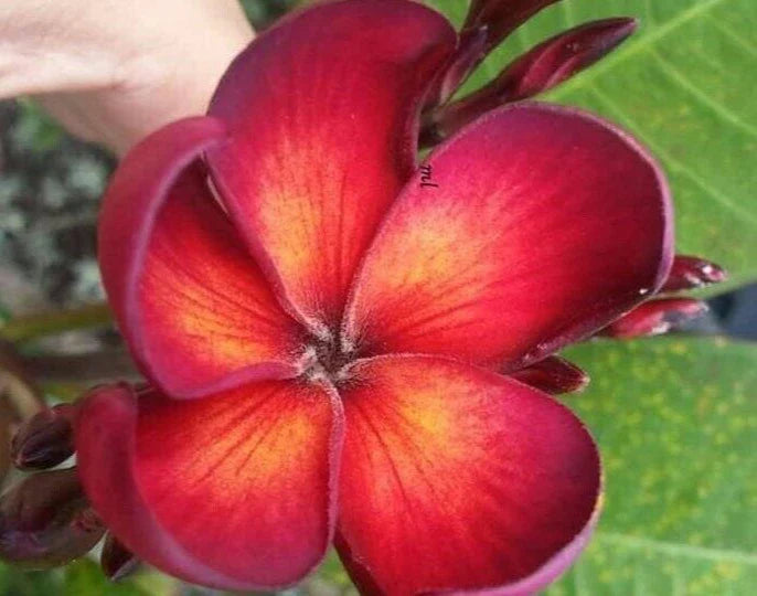 Jamaican Fire Plumeria Cutting - 3 Tip Fragrant Tropical Flower - Plumeria rubra for Garden or Container Planting
