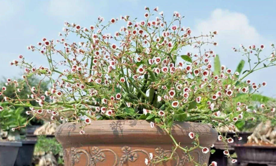 Rooted Euphorbia guiengola Cutting | 2-Inch Succulent Bonsai Piece | Drought-Resistant, Indoor & Outdoor Plant