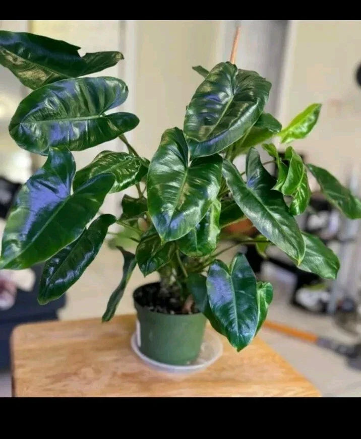 Philodendron Cuttings - 3 Burle Marx Varieties - Propagation Plant Clippings - Philodendron 'Burle Marx' Indoor Garden