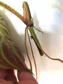 Philodendron Verrucosum One Leaf Mid-Cutting | Tropical Houseplant for Vivarium & Indoor Decor | Unique Velvety Foliage