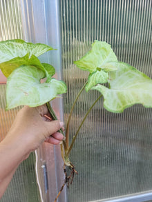 Syngonium Podophyllum 'White Butterfly' Arrowhead Plant - Well Rooted Bare Root Indoor Houseplant, Variegated Foliage