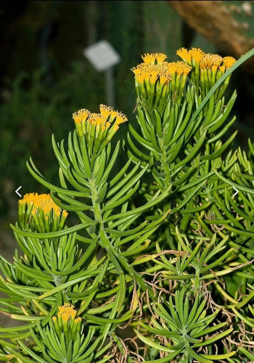 Senecio barbertonicus Lemon Bean Bush Cuttings – 10 Live Succulent Plant Clippings for Indoor & Outdoor Gardening
