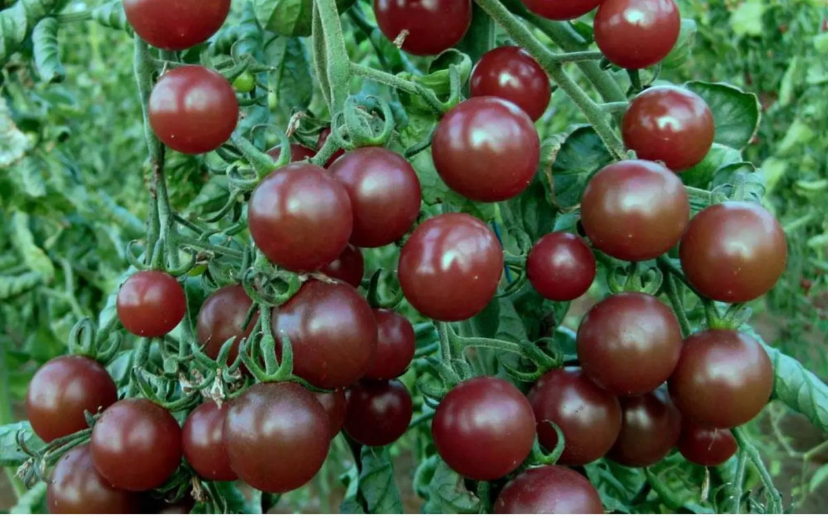 Chocolate Cherry Tomato Seeds - Organic Heirloom, Super Sweet, Solanum lycopersicum, 10+ Seeds for Container & Garden