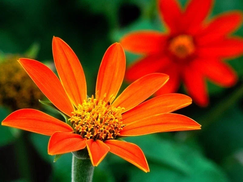 Mexican Sunflower Seeds, 75 Pack, Bright Orange Tithonia diversifolia, Easy to Grow, Attracts Pollinators, Garden Flowers