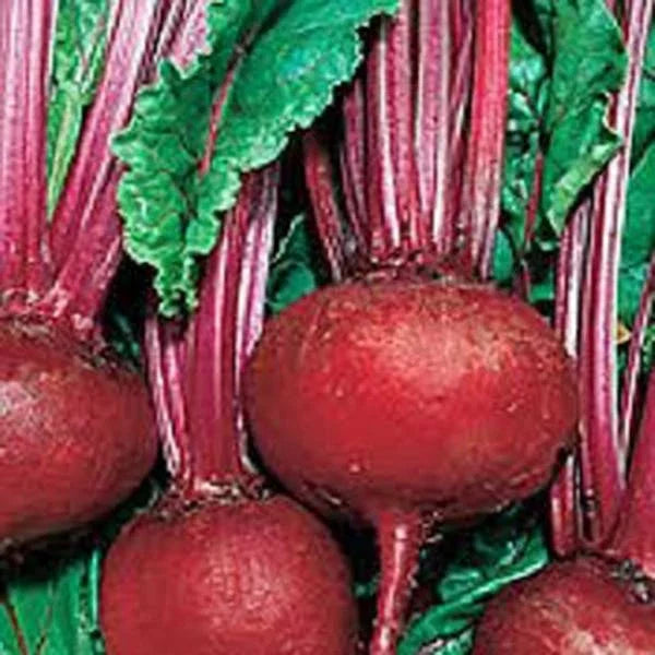Beet Seeds 100 Pack Detroit Dark Red Heirloom Non-GMO Beta vulgaris for Home Gardening