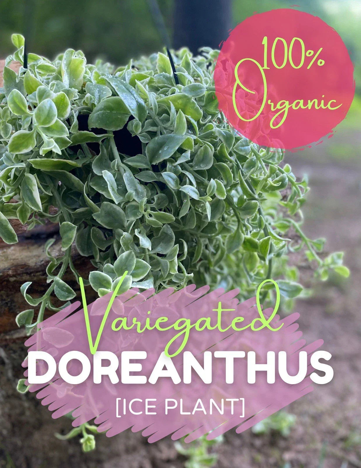 Variegated Ice Plant Cutting - Organic Live Rooted Succulent Dorotheanthus bellidiformis - Free Shipping