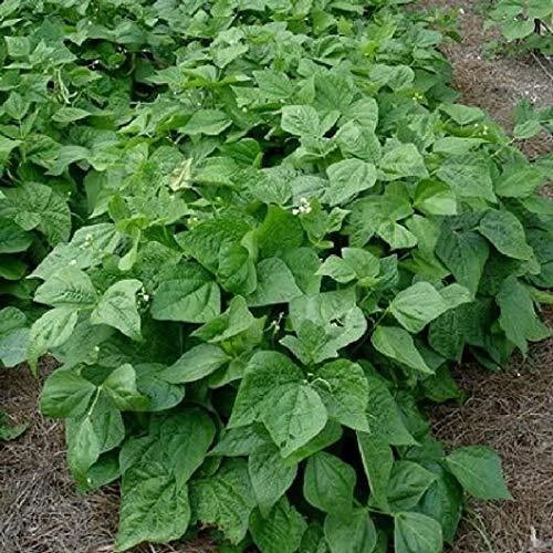 Contender Bush Bean Seeds - 50+ Seeds - High Yield Phaseolus vulgaris