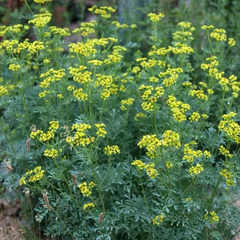 Rue Seeds Pack | Non-GMO Medicinal Herb | Ruta graveolens | 100+ Seeds for Garden or Herbal Use