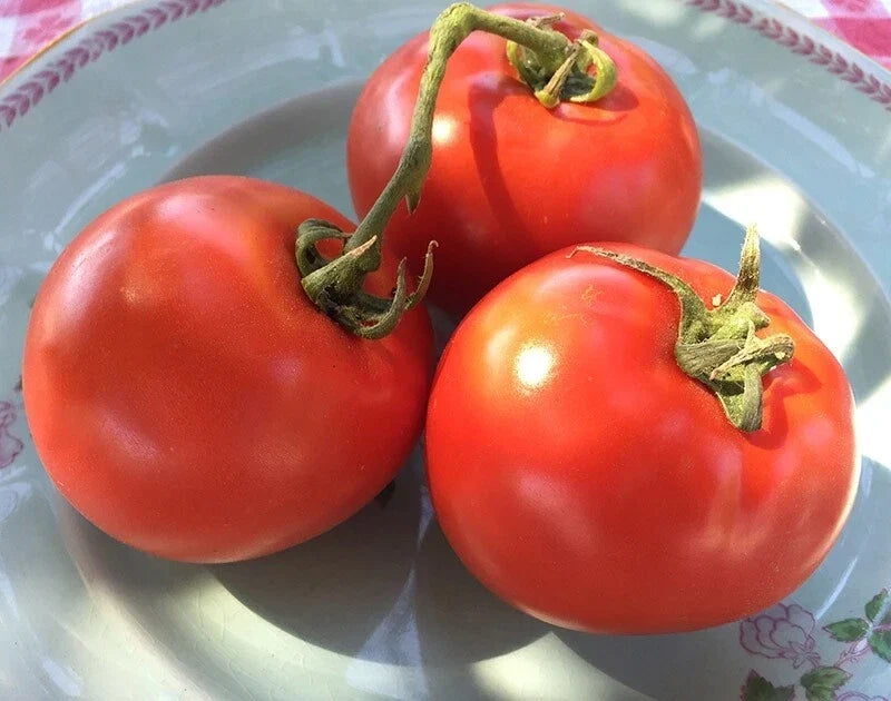 Homestead Tomato Seeds - 50 Heirloom Non-GMO Solanum lycopersicum for Home Garden, Full Sun, Indeterminate, Rich Flavor